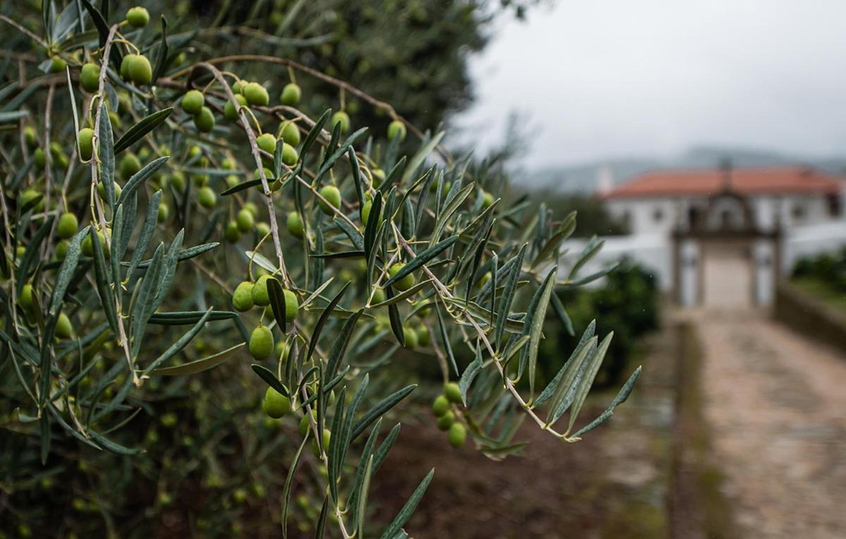 Casa Do Olival Holiday home Tarouca